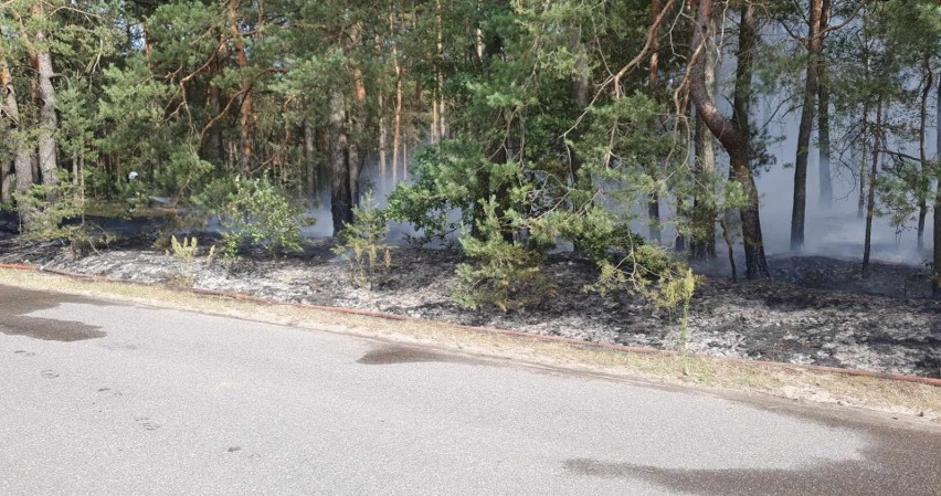 Pożary lasów i nieużytków w powiecie ostrołęckim. Tylko jednego dnia doszło do czterech pożarów. 11.07.2023