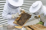 Środowisko pszczelarskie prosi o wydłużenie vacatio legis przepisów dotyczących znakowania miodów. To ma zniknąć z etykiet