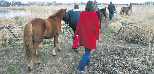 Kuce z działek są wychudzone, wymagają lepszej opieki.