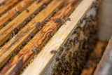 Trwają wypłaty dla pszczelarzy. Jaka jest stawka dla jednej przezimowanej rodziny pszczelej?