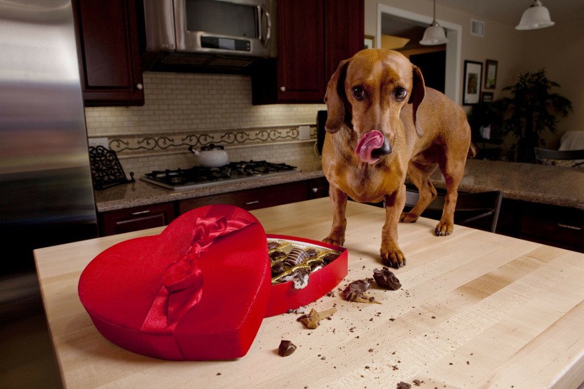 Świąteczne jedzenie może być bardzo niebezpieczne dla psów i...