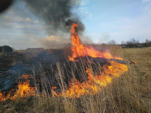 13 zastępów straży pożarnej przez blisko sześć godzin gasiło we wtorek pożar nieużytków i poszycia leśnego w Porębach Furmańskich, w powiecie tarnobrzeskim. Spłonęła sucha trawa na powierzchni około 55 hektarów nieużytków oraz poszycie leśne na 5 hektarach lasu. Istniało ogromne zagrożenie, że spali się 60 hektarów młodnika.>>>SZCZEGÓŁY AKCJI I ZDJĘCIA NA KOLEJNYCH SLAJDACH>>>ZOBACZ TAKŻE:Tych aut lepiej nie kupujcie. Albo już szukajcie mechanikaZOBACZ TAKŻE: 60 SEKUND BIZNESU - o rozwoju polskich lotnisk i ruchu lotniczym w Polsce i Europie(Źródło:vivi24)