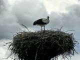 Z kamerą wśród zwierząt, czyli jak żyje się bocianom i sokołom w Toruniu?