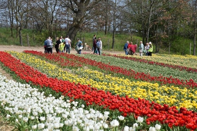 XIII Międzynarodowe Targi Tulipanów w Chrzypsku Wielkim 2023 zostały zainaugurowane. Tysiące ludzi skorzystało z majówki w chrzypskich ogrodach (1.05.2023)