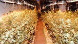 W regionie zlikwidowano nielegalną uprawę marihuany o wartości miliona złotych [ZDJĘCIA]
