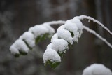 Pogoda w Podlaskiem na weekend. Przymrozki i możliwy śnieg! IMGW wydał ostrzeżenie pierwszego stopnia przed oblodzeniem