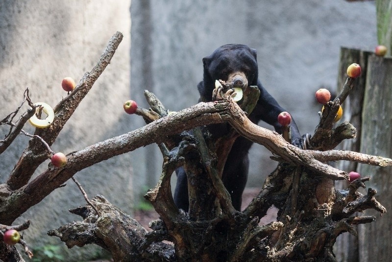 Niedźwiedziom malajskim śniadanie serwuje się na drzewie.