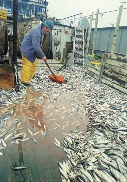 Nic dziwnego, że rybacy z niepokojem czekają na wejście do Unii. Pracę może stracić aż 2 500 tys. z nich.