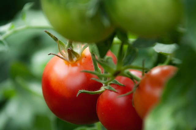 Pomidory są pyszne, zdrowe. Mają dobroczynny wpływ na organizm człowieka. Takie są skutki jedzenia pomidorów. To dzieje się z organizmem, gdy jemy pomidora >>