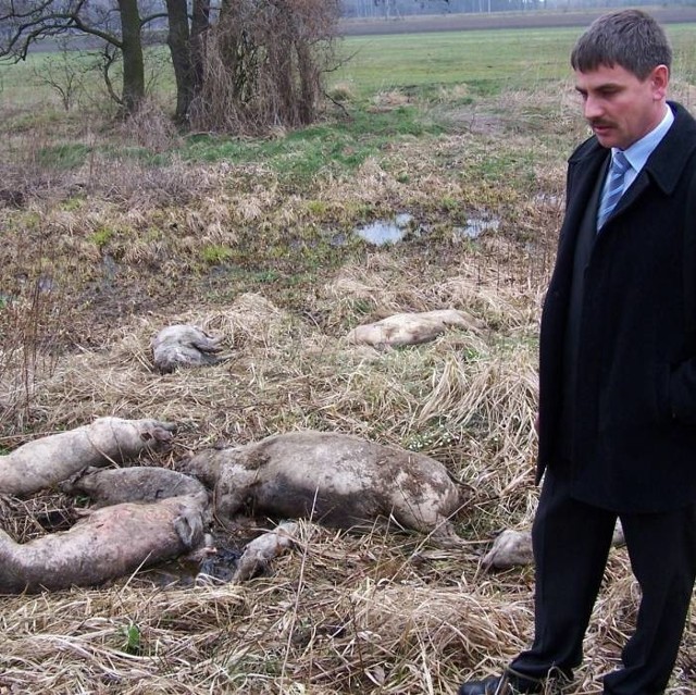 - W piątek padłe zwierzęta zostaną już stąd zabrane - obiecał Daniel Gagat, wójt Lasowic Wielkich.