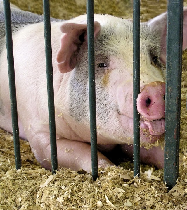 Zagrożenie afrykańskim pomorem świń jest realne na Lubelszczyźnie