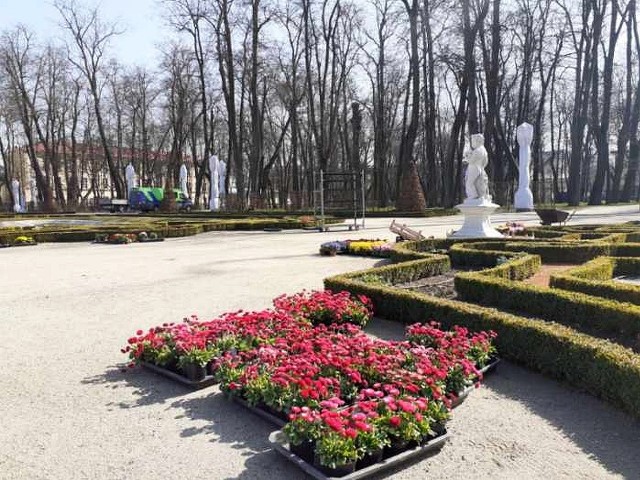 Miasto Białystok uzupełnia bordiury kwiatowe w salonie ogrodowym przy Pałacu Branickich