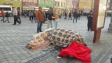 Wrocław: Na Rynku padł koń. Sprawą zajmie się prokurator?