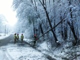 Sądecczyzna. Połamane i powalone drzewa na sądeckich drogach. Strażacy cały czas usuwają skutki powrotu zimy [ZDJĘCIA]