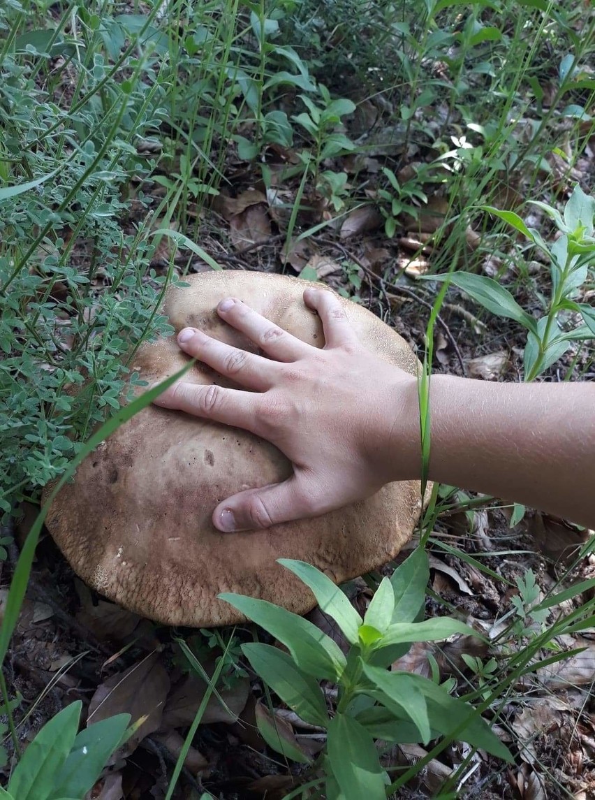 Czyżby sezon grzybowy już się rozpoczął? Nasz Internauta...