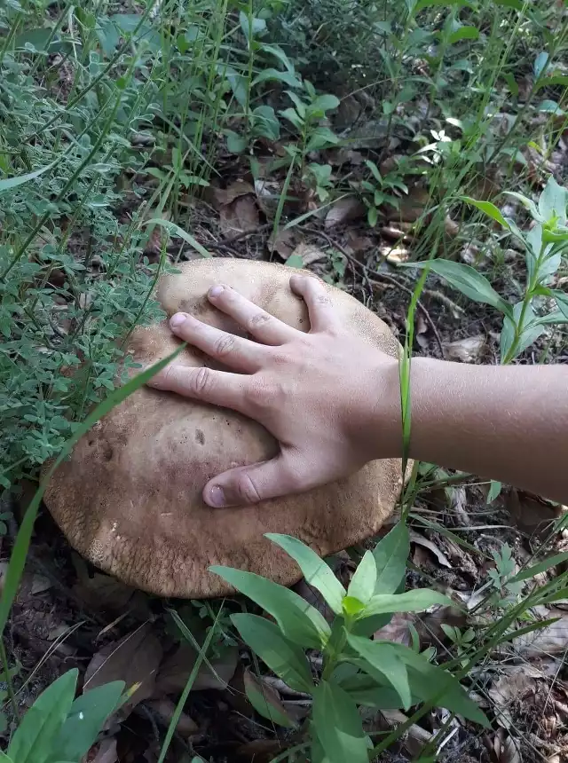 Czyżby sezon grzybowy już się rozpoczął? Nasz Internauta przekonuje, że tak. Oto znaleziony przez niego prawdziwek gigant! Kapelusz ma średnicę około 35 centymetrów. Zapewne jesteście ciekawi, gdzie takie grzyby rosną? Nasz Czytelnik zdradza - w lesie po Szczeglinem. Zobacz także: Bieg Papierski w Karlinie