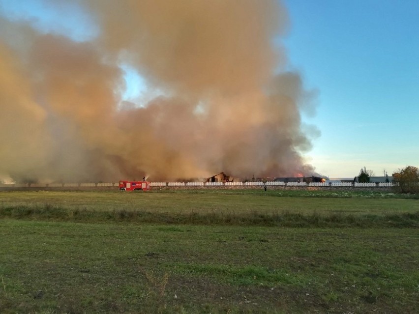 Pożar chlewni w Taciewie. Spłonęło 2,4 tysiąca świń. Z...