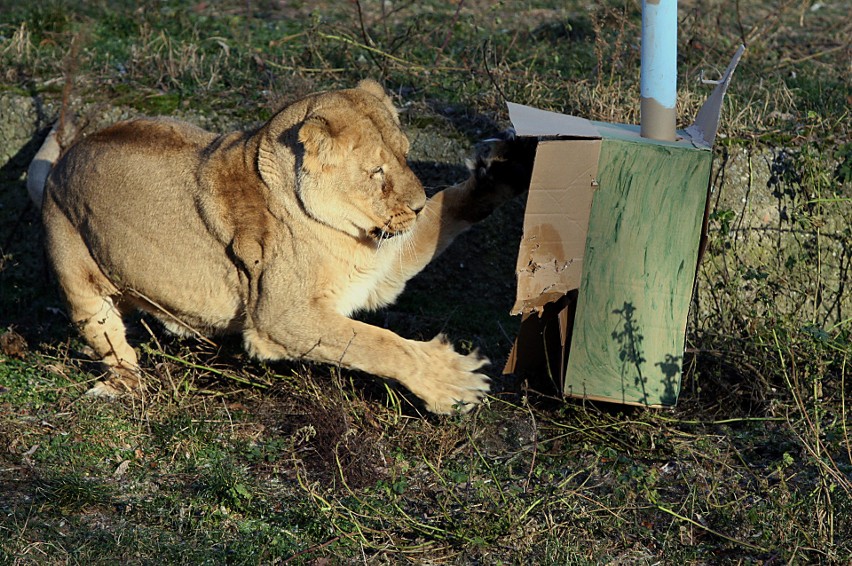 Łodzianie mogą podarować własnoręcznie wykonany gadżet mieszkańcom zoo