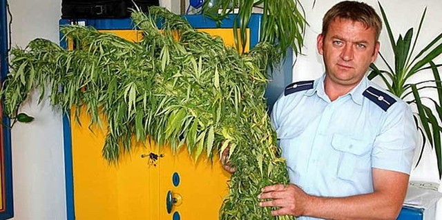 Zabezpieczone krzewy marihuany.