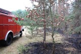 Pożar lasu w gminie Murów. Strażaków wspomaga samolot 