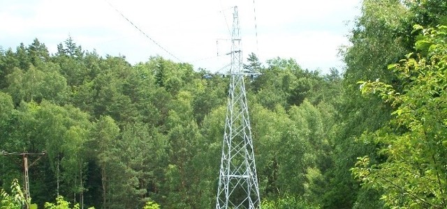 Około 16 tys. hektarów lasów jest w Polsce wyłączonych z produkcji leśnej. Taki obszar jest dzierżawiony przez operatorów sieci energetycznych.