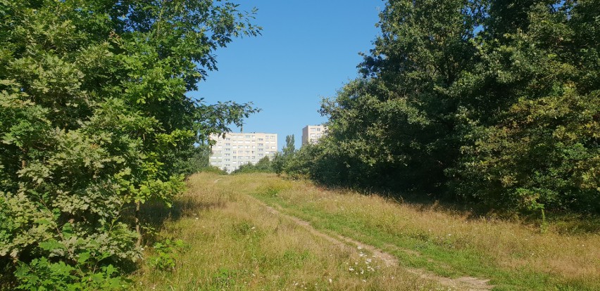 „Utrzymanie zieleni w mieście generuje ogromne koszty,...