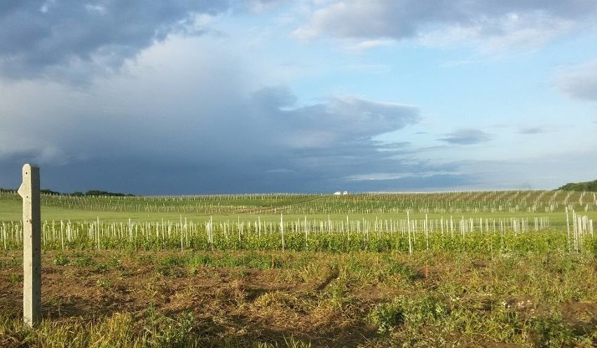 Samorządowa winnica w Zaborze