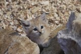 W gdańskim zoo powiększyła się rodzina kotów pustynnych! WIDEO, ZDJĘCIA