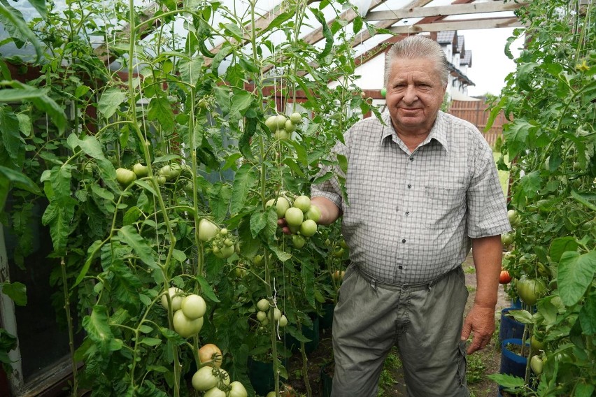 Kazimierz Prażych ocenia, że największe pomidory w jego szklarni mogą ważyć nawet około 1 kg