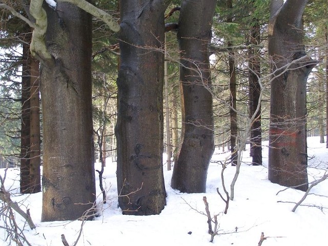 Te przepiękne drzewa rosną tuż przy Sedlonowskim Krzyżu, juz po stronie czeskiej.