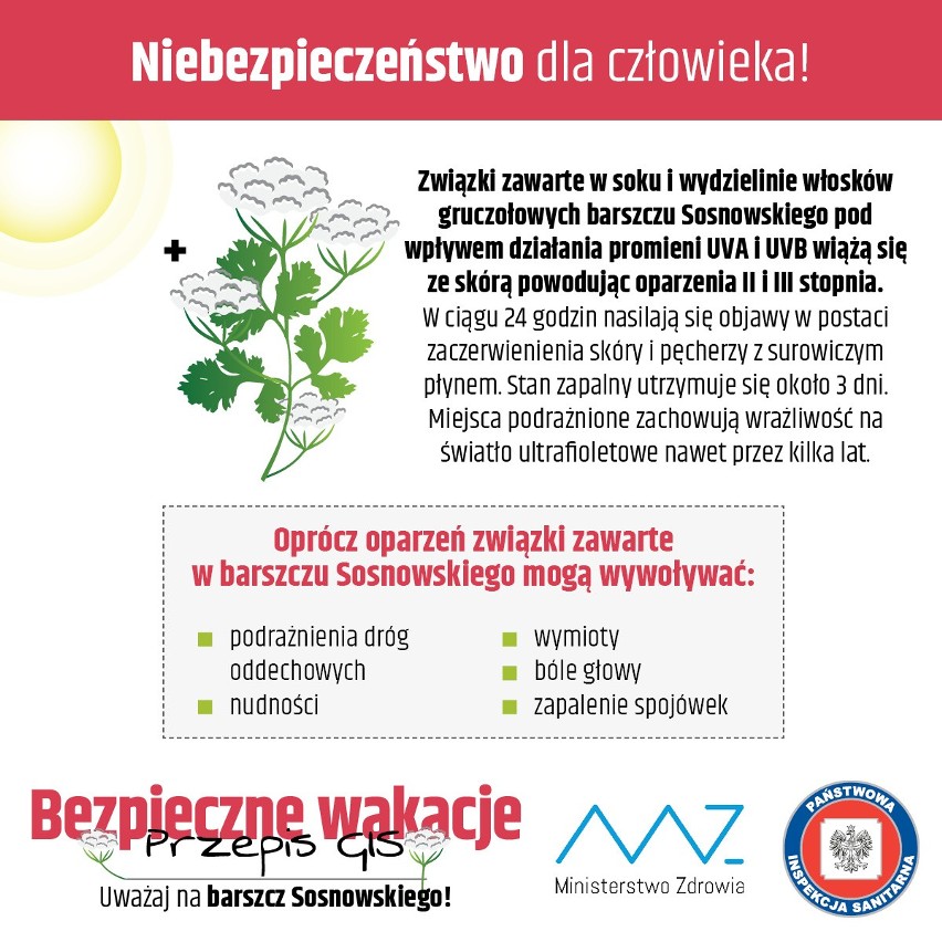 Barszcz Sosnowskiego - jak wygląda?...