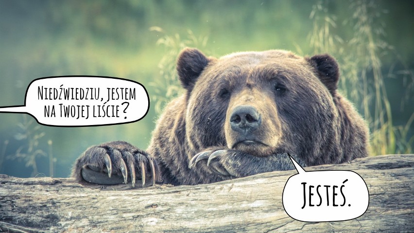 Memy z niedźwiedziami w roli głównej to jedna z popularniejszych form graficznych w sieci. Zobacz, z czego śmieją się internauci!