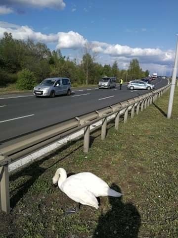 Zabłąkany łabędź w Świętochłowicach