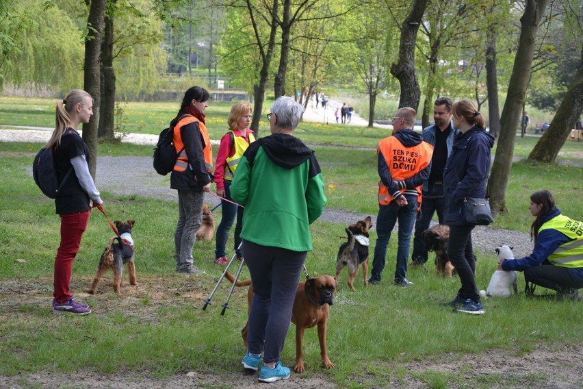 Tłumy na wystawie psów w Rybniku-Kamieniu GALERIA