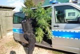 Plantacja marihuany we wsi Brzeźno pod Człuchowem. Policjanci zatrzymali 28-latka. W dwóch namiotach znaleźli konopie indyjskie [zdjęcia]