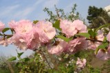Migdałek w ogrodzie: pięknie kwitnący krzew o małych wymaganiach