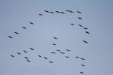 Duże klucze żurawi nad Przemyślem. Te piękne ptaki wracają do nas po zimowaniu na południu [ZDJĘCIA]