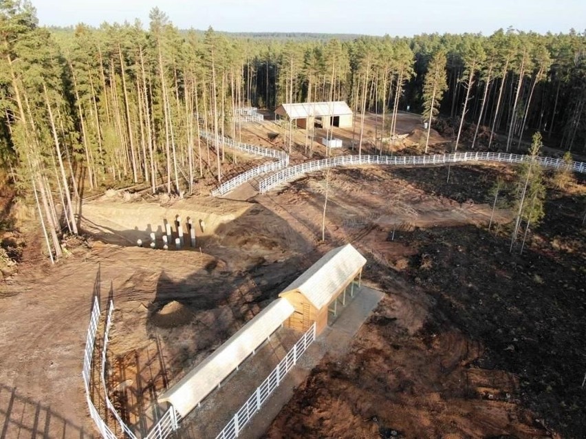 Kopna Góra. Pod Białymstokiem powstaje zagroda pokazowa żubrów (zdjęcia)