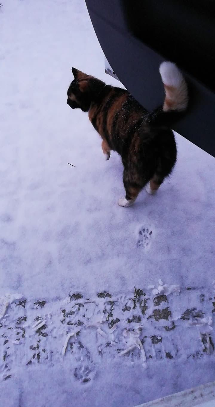 Od rana w Bydgoszczy pada śnieg. Na chodnikach i ulicach...