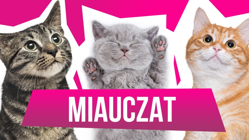 WOŚP 2019. Licytuj wizytę na planie programu "MiauCzat"!