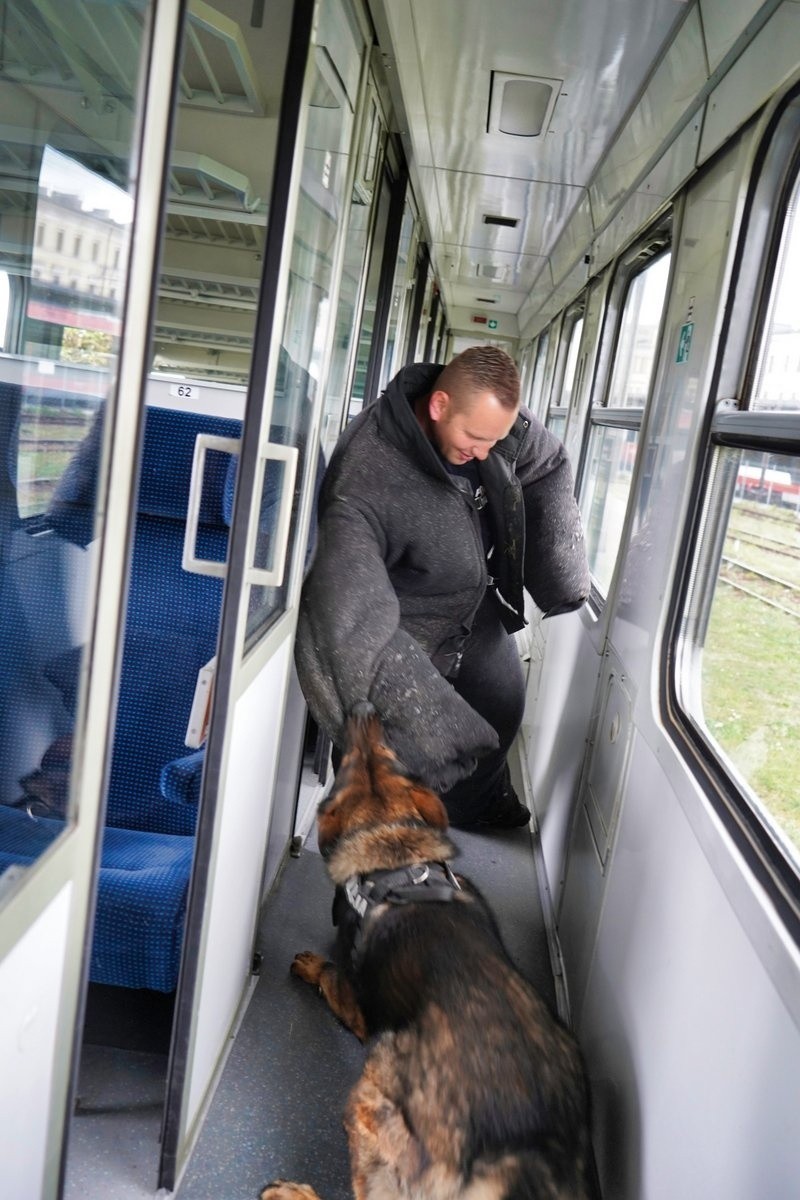 Ćwiczenia przewodników policyjnych psów w bydgoskich...