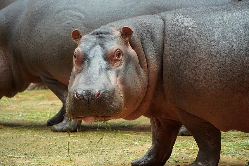 Hipopotam nilowy - Afrykarium