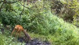 Cudowne malutkie sarenki i ich mama na nagraniu Leśnego Kawalera z lasu pod Częstochową. Zobaczcie FILM