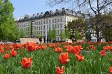 We Wrocławiu jak w Amsterdamie. Tysiące tulipanów kwitną w centrum miasta, na skwerze Wrocławianek [ZDJĘCIA]