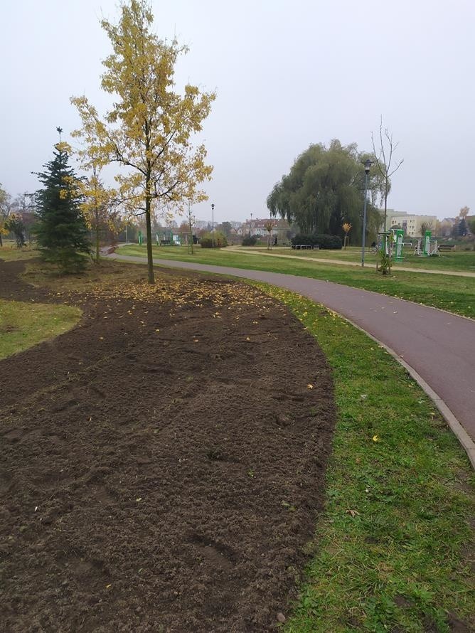 W Szczecinie powstają łąki kwietne. Zobaczcie, gdzie będą kwitły na wiosnę 