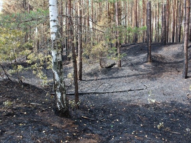 W wyniku działań podpalacza spłonęło już około 38 hektarów lasu i poszycia leśnego. Ogień trawił zarówno młodniki, jak i stary las.