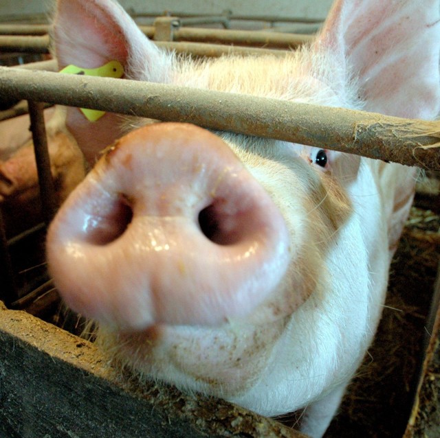Służby weterynaryjne podkreślają, że afrykański pomór świń nie jest groźny dla ludzi.