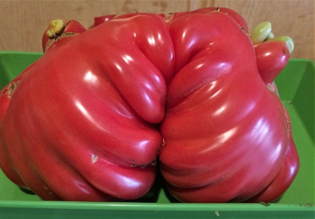 Piękne okazy pomidorów rosną na działce pana Edwarda Szwarca w Złotnikach Kujawskich. Widoczny na zdjęciu ważył 1,71 kg. Jak zdradził nam pan Edward, pomidor wyhodowany został z nasion, które pochodzą z Kanady.