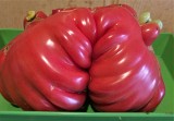 Takie pomidory - kolosy rosną na działce pana Edwarda Szwarca w Złotnikach Kujawskich