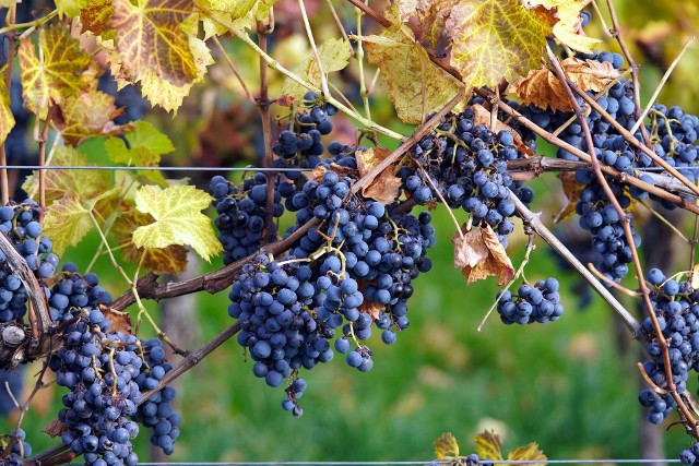 Jeśli chcemy doczekać się winogron z ogrodu, musimy uważać na kilka błędów, które można popełnić przy uprawie winorośli.